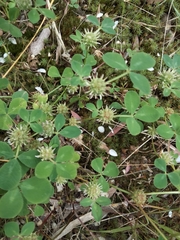 Trifolium glomeratum