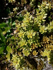 Olearia nummulariifolia