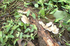 Lentinus sajor-caju
