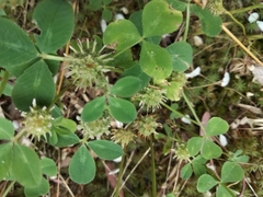 Trifolium glomeratum