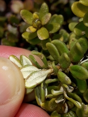 Olearia nummulariifolia
