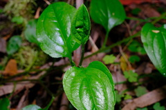 Hackelia latifolia