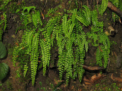 Asplenium viride