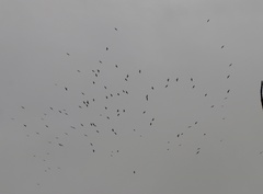 Streptoprocne zonaris