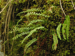 Asplenium viride
