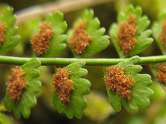 Asplenium viride
