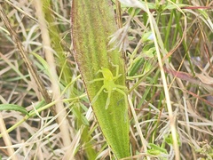 Neosparassus patellatus