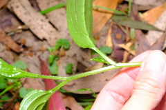 Hackelia latifolia