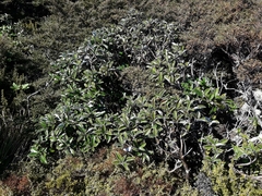 Brachyglottis elaeagnifolia