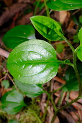 Hackelia latifolia