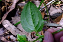 Hackelia latifolia
