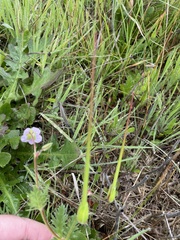 Erodium botrys