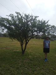 Vachellia farnesiana