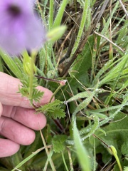 Erodium botrys