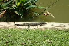 Varanus salvator bivittatus