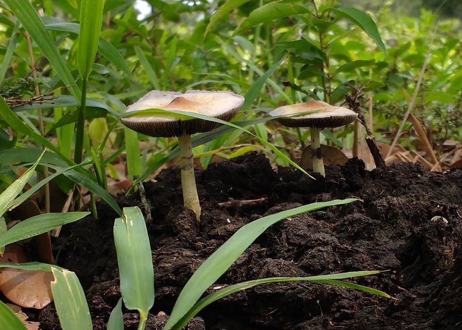 Psilocybe subcubensis