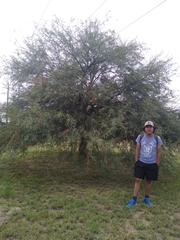 Eysenhardtia polystachya