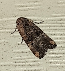 Elaphria chalcedonia