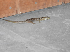 Elgaria multicarinata multicarinata