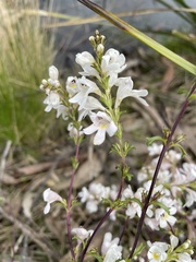 Euphrasia collina