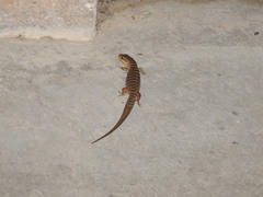 Elgaria multicarinata multicarinata