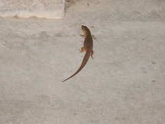 Elgaria multicarinata multicarinata