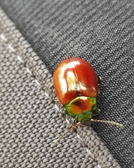 Chrysolina polita
