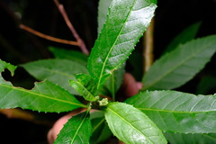 Prostanthera lasianthos
