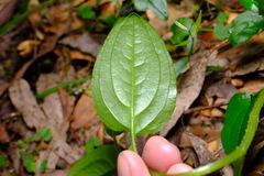 Hackelia latifolia