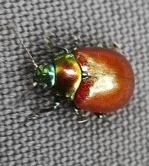 Chrysolina polita