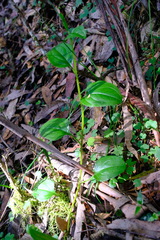 Hackelia latifolia