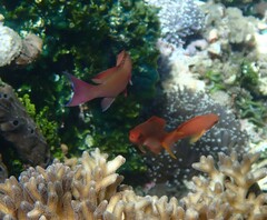 Pseudanthias squamipinnis