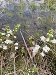 Euphrasia collina