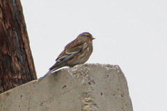 Linaria flavirostris