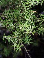 Leptecophylla juniperina