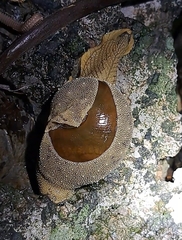 Megaustenia imperator