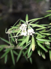 Leptecophylla juniperina