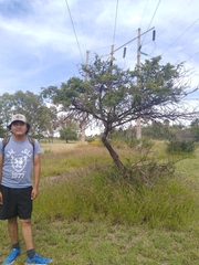 Vachellia farnesiana