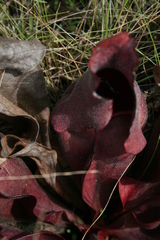 Sarracenia rosea image