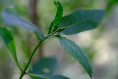 Prostanthera lasianthos