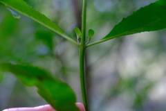 Prostanthera lasianthos