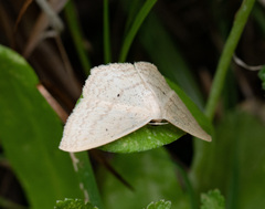 Scopula perlata