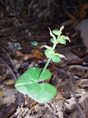 Acianthus sinclairii