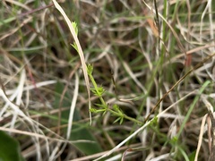 Asperula conferta