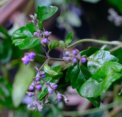 Prostanthera melissifolia