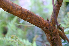 Prostanthera lasianthos