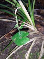 Acianthus sinclairii
