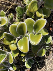 Brachyglottis bidwillii