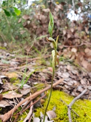 Pterostylis squamata