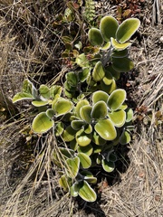 Brachyglottis bidwillii